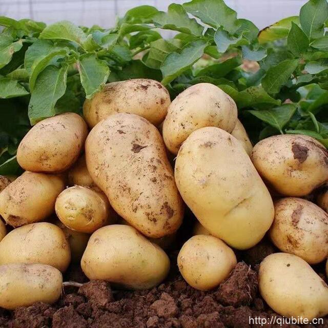 云南优选黄皮粉糯土豆9斤