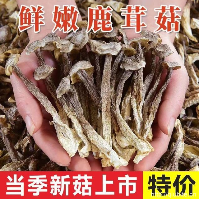 特级新货鹿茸菇干货250g/袋