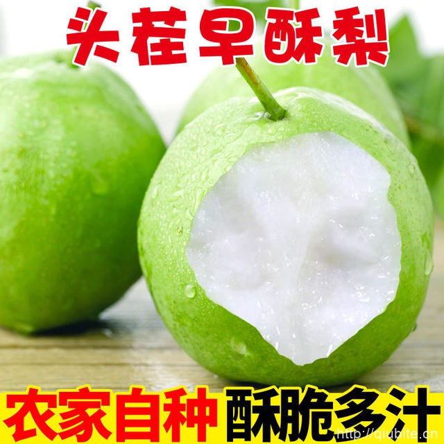 净重4.5斤！陕西早酥梨青皮梨
